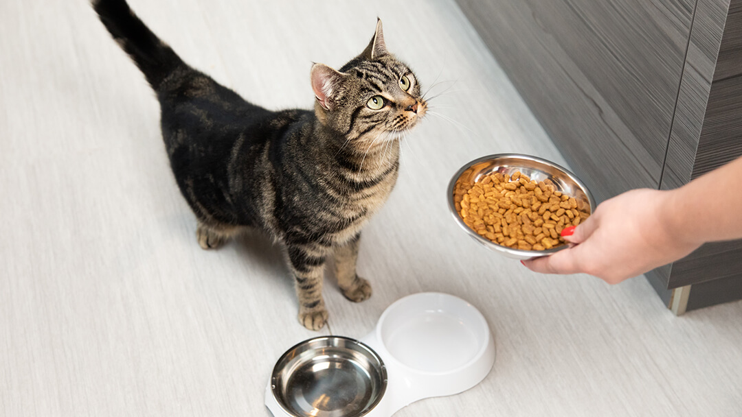 Food to hotsell feed cats